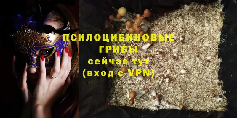 Галлюциногенные грибы Psilocybe  дарнет шоп  Новоалександровск 